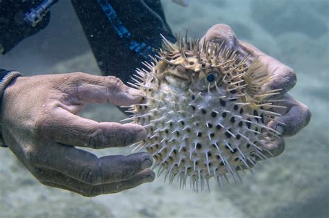 Porcupine fish .